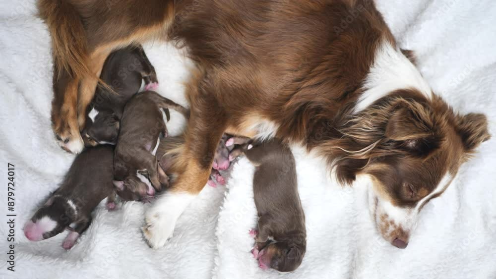 A mother dog is laying on a white blanket with her puppies A mother dog is laying on a white blanket with her puppies