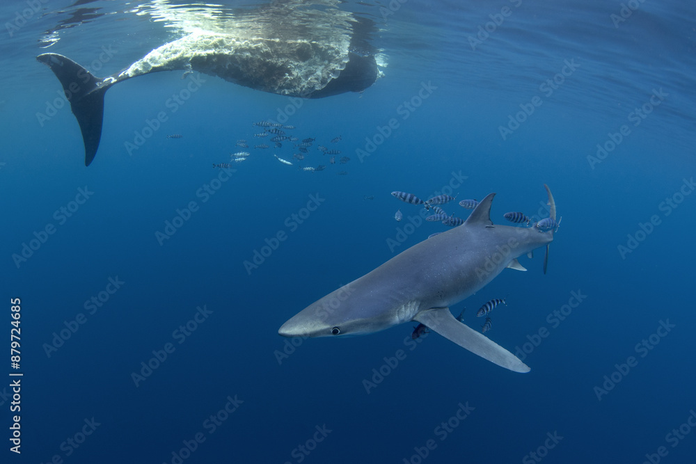 Fototapeta premium Blue shark near the whale's carcass. Rare shark with long fon in the ocean. Shark circling around the bait. Endangered shark in Atlantic ocean.