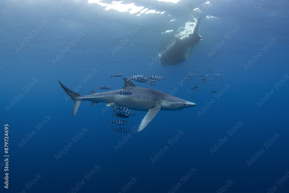Obraz premium Blue shark near the whale's carcass. Rare shark with long fon in the ocean. Shark circling around the bait. Endangered shark in Atlantic ocean.