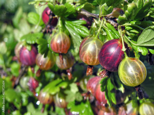 Wallpaper Mural close-up of ripening organic gooseberries branch in the garden at summer day  Torontodigital.ca