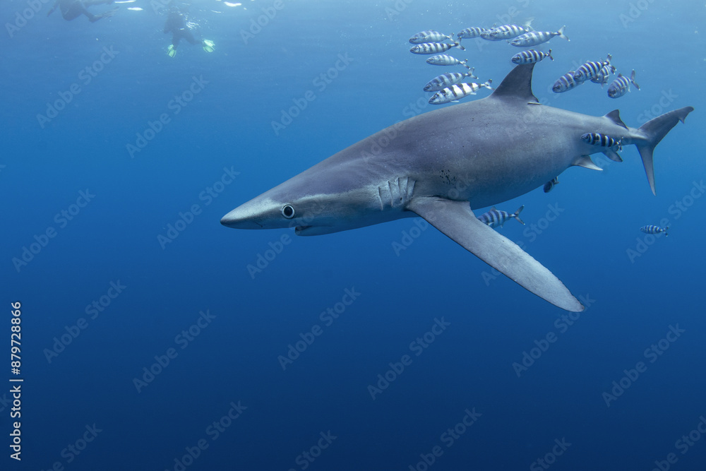 Obraz premium Blue shark near the whale's carcass. Rare shark with long fon in the ocean. Shark circling around the bait. Endangered shark in Atlantic ocean.