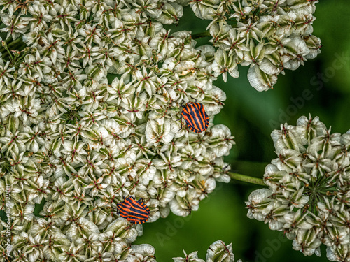 Striped Bugs on Queen Anne's Lace in Tourzel-Ronzieres photo