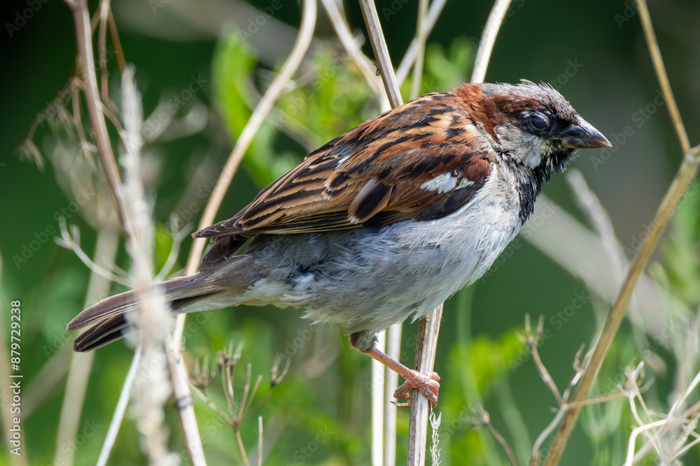 Fototapeta premium Common sparrow amongst the grasses at the waterside.