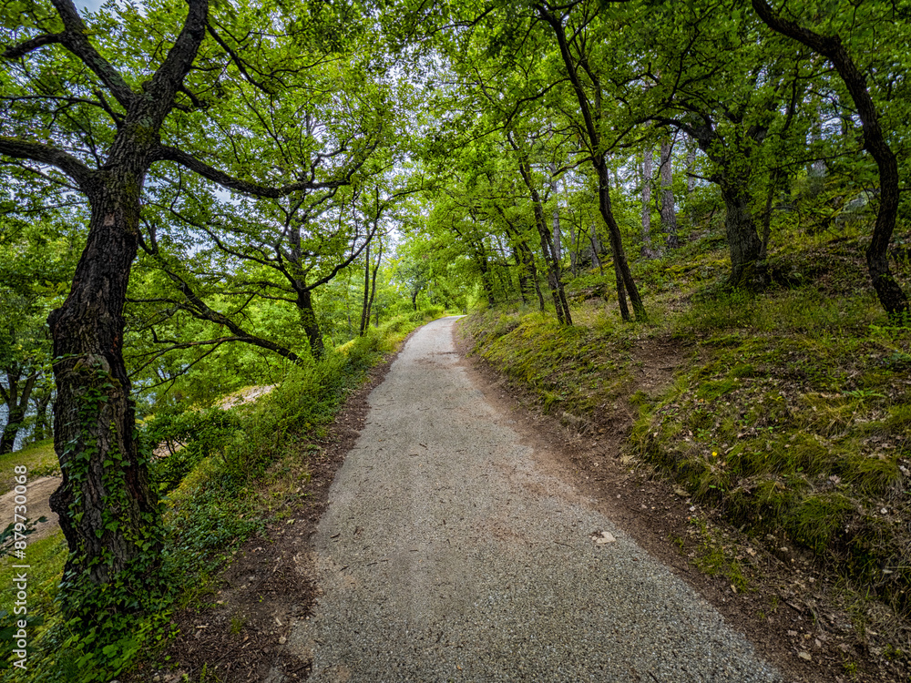 Footpath Through Green Trees Near the Loire River in Saint-Étienne Footpath Through Green Trees Near the Loire River in Saint-Étienne