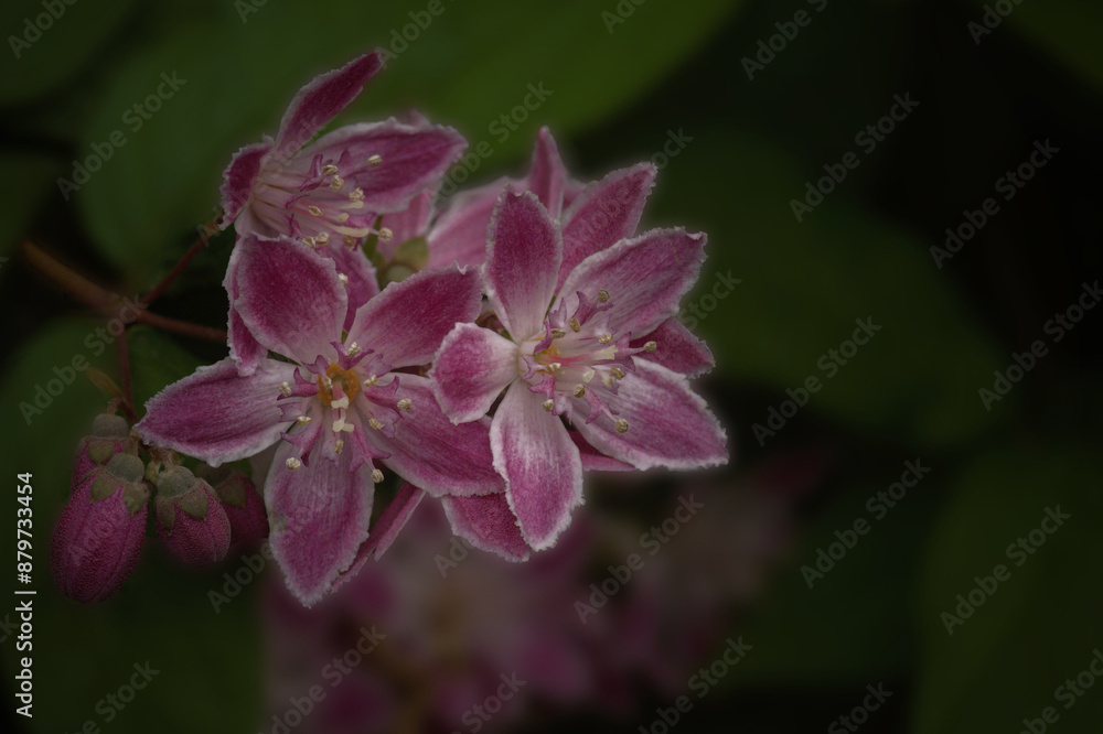 Strawberry Fields - Deutzia x hybrida