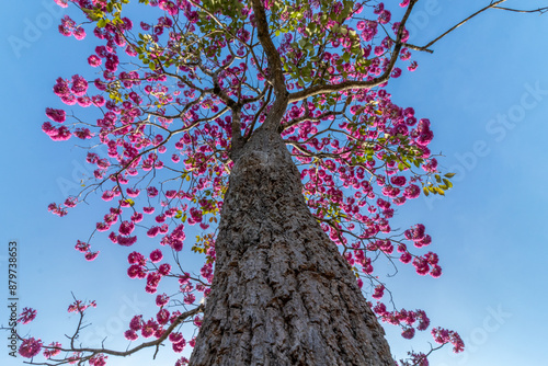 flowering ipê tree