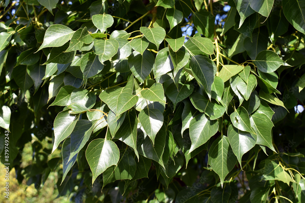 Detail of the leaves of the kurrajong (Brachychiton populneus), a tree native to Australia