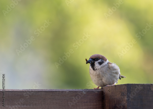 sparrow on a fence