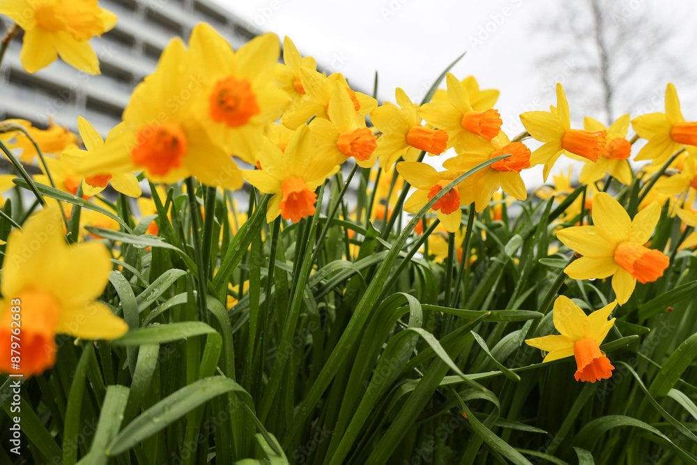 daffodil flowers during the spring season daffodil flowers during the spring season