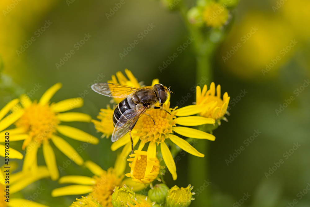 a hoverfly on yellow flowers of ragwort with blurred background a hoverfly on yellow flowers of ragwort with blurred background