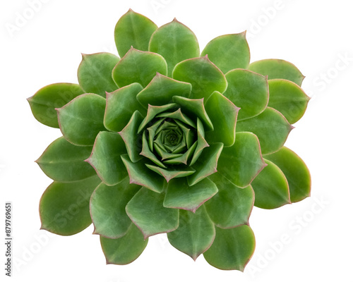 Echeveria agavoides plant, isolated image on transparent background photo