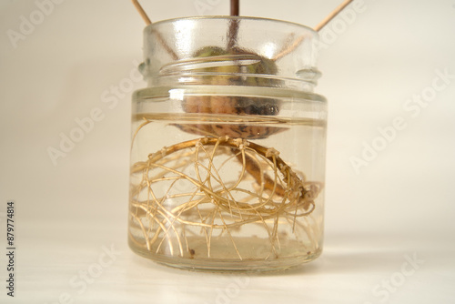 rooted avocado pit in a glass of water