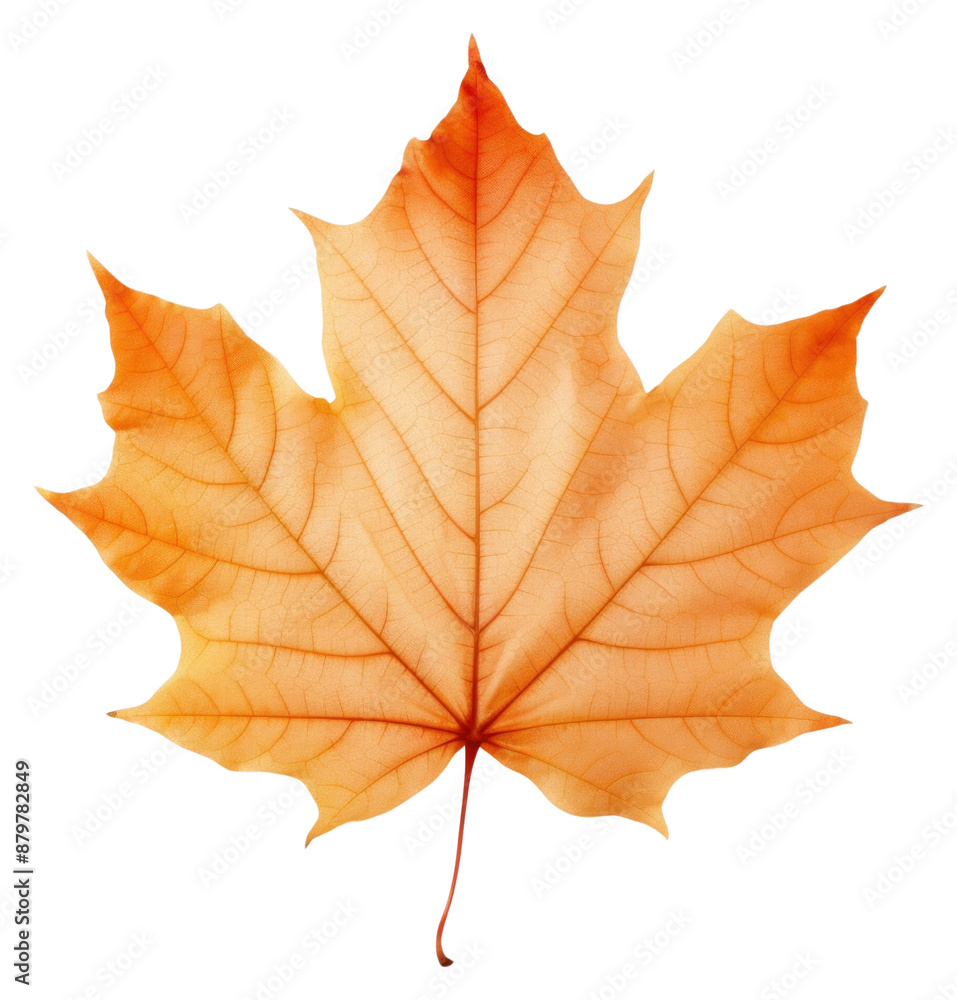 PNG Real Pressed a maple leaf plant tree red. PNG Real Pressed a maple leaf plant tree red.