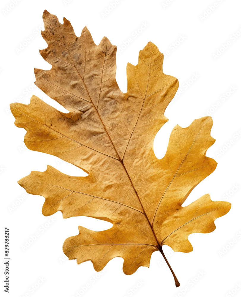 PNG Real Pressed a yellow oak leaf backgrounds textured leaves. PNG Real Pressed a yellow oak leaf backgrounds textured leaves.