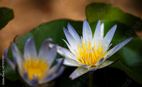 Water Lily in Bloom