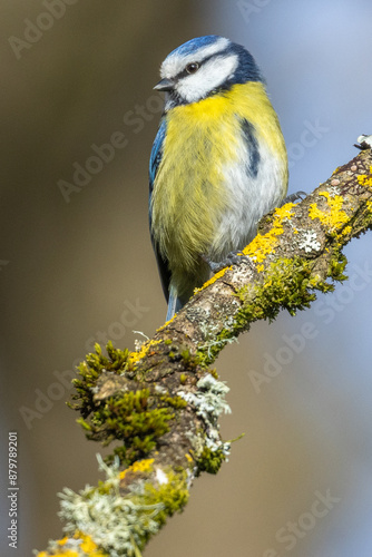 Blue tit on a perch