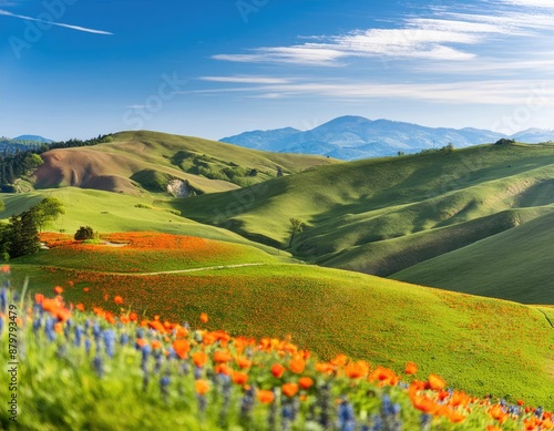 stunning panorama of rolling green hills and a sea of orange flowers photo