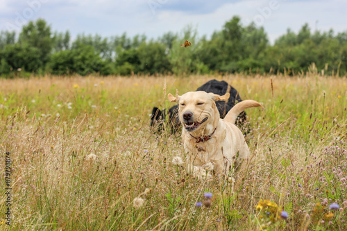 Running through the tall grass. Blonde Labrador Retriever.