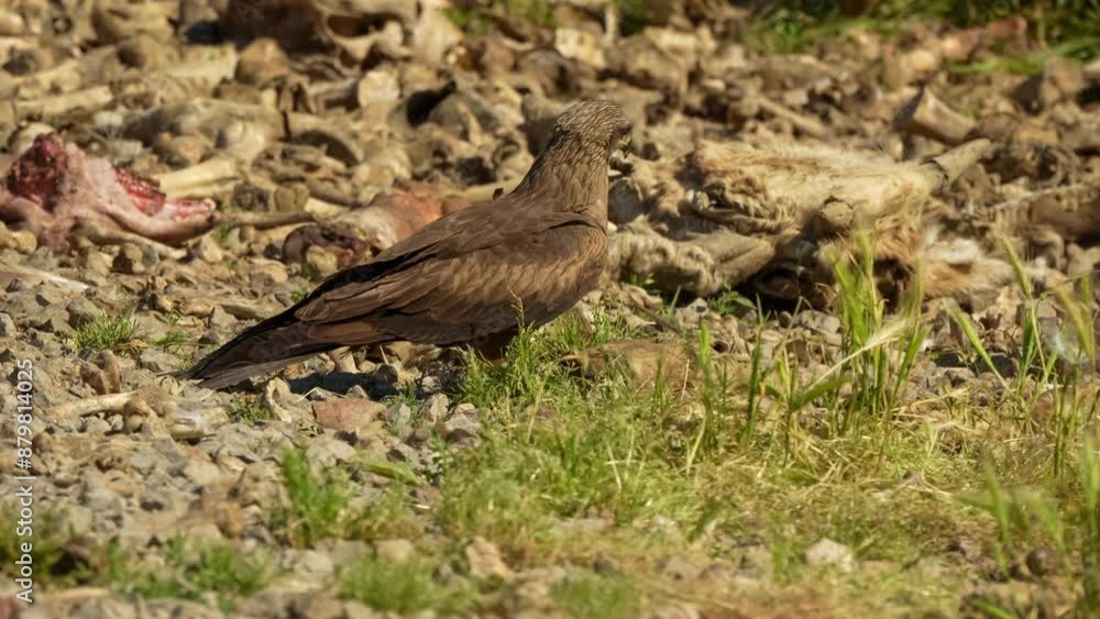 close-up of a black kite (Milvus migrans) searching for food at a bird of prey feeding site close-up of a black kite (Milvus migrans) searching for food at a bird of prey feeding site