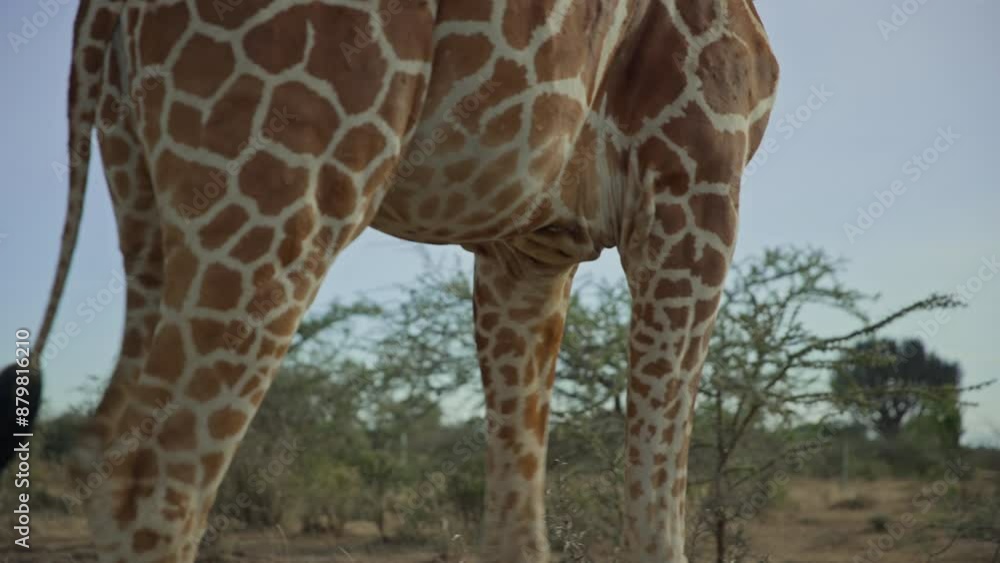 Follow shot of a Reticulated Giraffe's (Giraffa reticulata) scarred torso striding through the savanna during the afternoon in kenya Follow shot of a Reticulated Giraffe's (Giraffa reticulata) scarred torso striding through the savanna during the afternoon in kenya