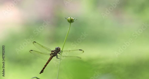 Wallpaper Mural dragonfly tilting its head and looking around Torontodigital.ca