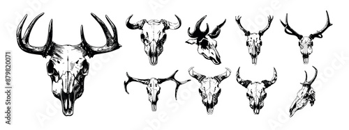Animal cranium ink sketch vector collection. Fauna skulls skeletons antlers fangs bones art body outline remains cinders tomb prairie west black white drawing, isolated on neutral background