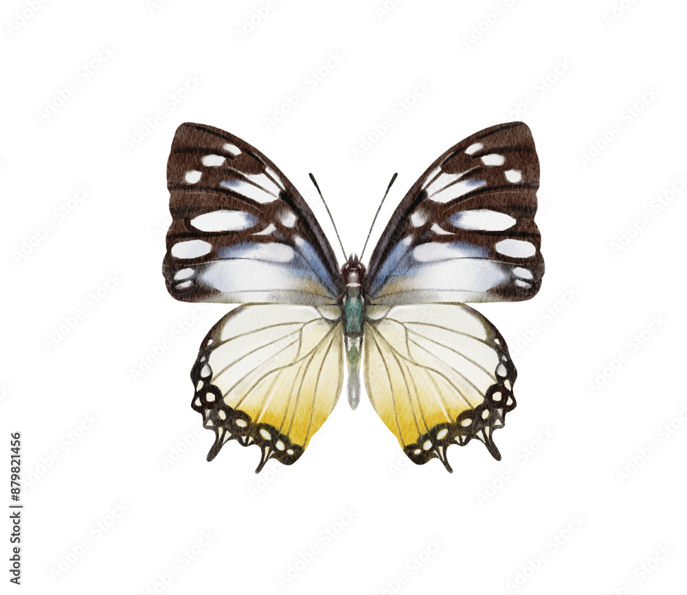 Fototapeta premium Watercolor colorful butterflies, isolated on white background. blue, yellow, pink and red butterfly spring 