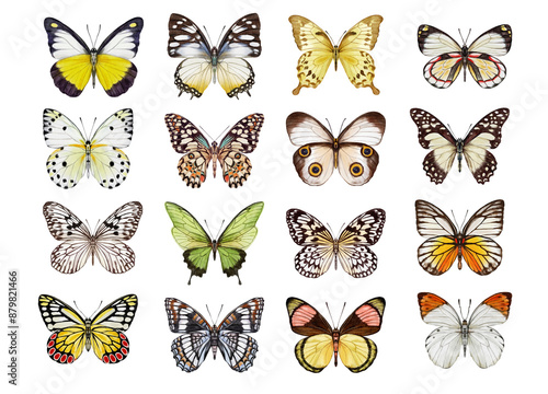 Watercolor colorful butterflies, isolated on white background. blue, yellow, pink and red butterfly spring 
