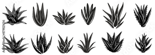 Set Silhouette Aloe Vera Plant Illustration. Botanical Vector Art. 