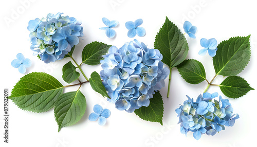 Blue Hydrangea flower isolated on white background. Top view. Flat lay