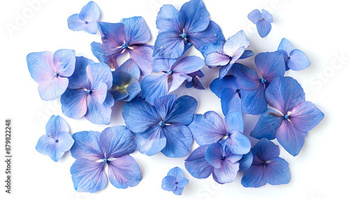 Blue Hydrangea flower isolated on white background. Top view. Flat lay