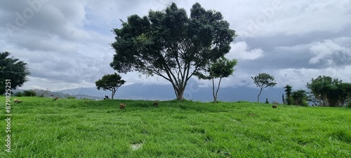 Canvas Print tree in the field