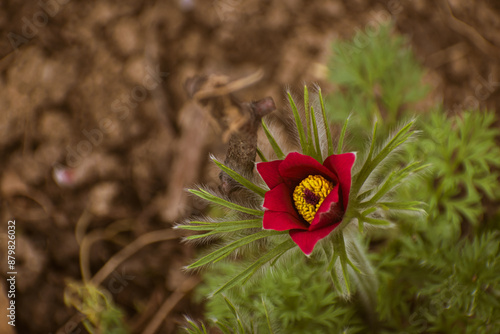 Konstfotografi Closeup of a red pasqueflower (pulsatilla) blooming in spring
