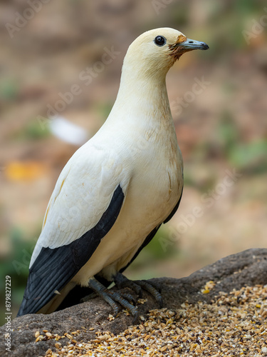 Pied Imperial Pigeon