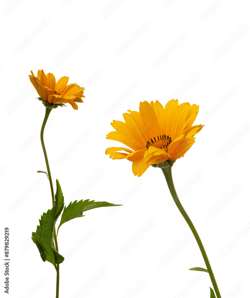 Naklejka premium yellow daisy on white isolated background