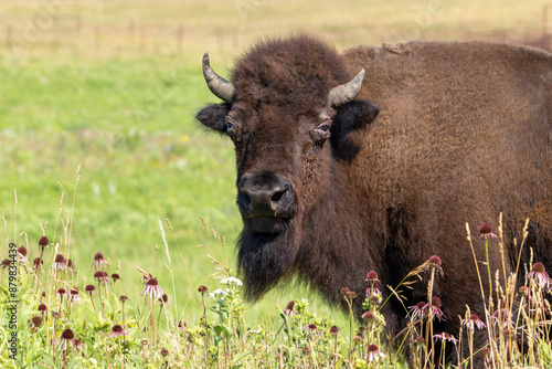 A Bison Standing in Prairie Wildflowers