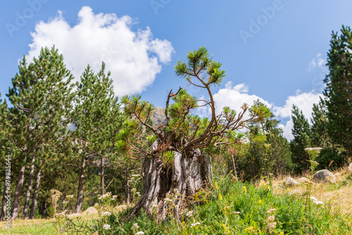 Camins del GR11 🇵🇱  photo