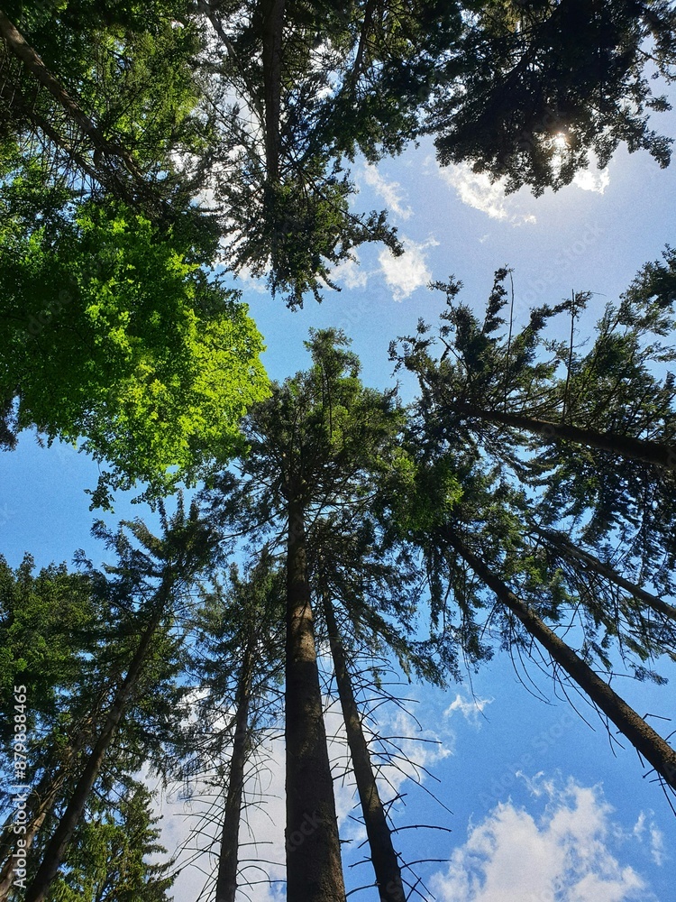 Fototapeta premium Trees in the sky