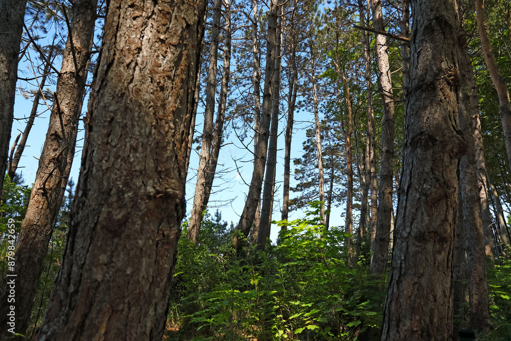 Coniferous trees grow on a dune by the Baltic Sea in Ustronie Morskie, West Pomerania, Poland Coniferous trees grow on a dune by the Baltic Sea in Ustronie Morskie, West Pomerania, Poland