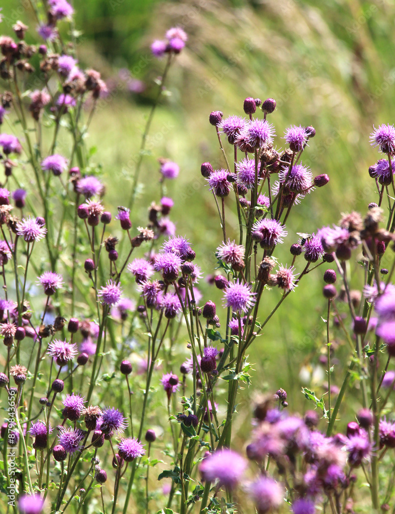 Naklejka premium Thistle field (Cirsium arvense) grows and blooms among herbs