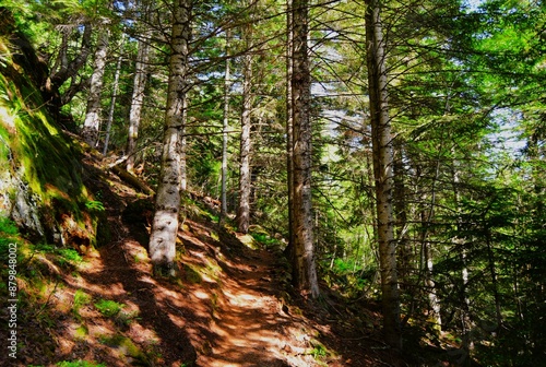 de paseo por el bosque