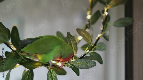 Wallpaper Mural Cute lovebird parrot.pet african parrot.caring for animals.cute video.Funny parrots.Home pet parrot.The best birds.Beautiful photo of a bird.Ornithology.caring for the animal.bird pet.funny video. Torontodigital.ca