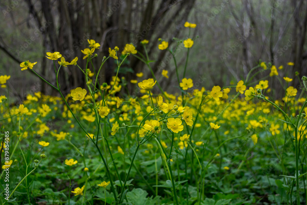Fototapeta premium meadow buttercup