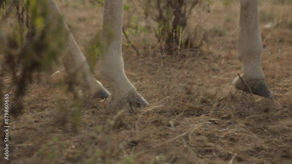 Extreme close up slider shot of a Reticulated Giraffe's (Giraffa reticulata) feet walking on the ground in the kenyan savanna at eventide