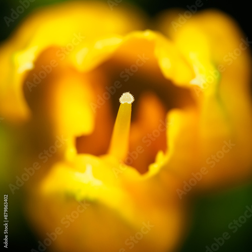 Yellow daylily macro photography of showing the stigma in focus but the rest of the flower in a nice bokeh evocating reproduction. photo