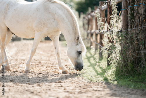beautiful little white pony portrait horse 