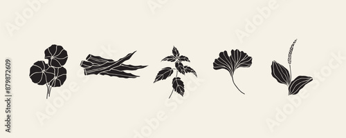 Flat vector medicinal herbs and plants