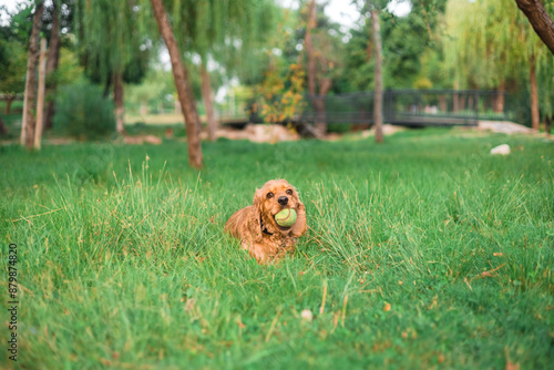 Cocker spaniel dog lying in the grass photo