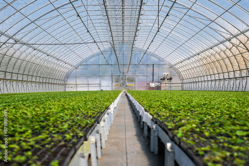 A huge, new industrial modern greenhouse where various plants, green and tree seedlings are grown