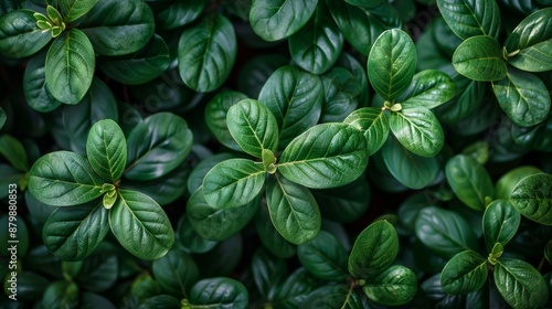 Close-up of lush green leaves with detailed veins and smooth surfaces